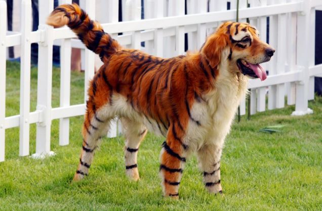 tiger dog